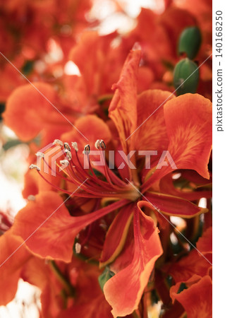 Close-up of vibrant red flowers of the Delonix regia, commonly known as the royal poinciana or flame tree, showcasing intricate petal structures and stamens. Close-up of vibrant red flowers of the Delonix regia, commonly known as the royal poinciana or flame tree, showcasing intricate petal structures and stamens. 140168250