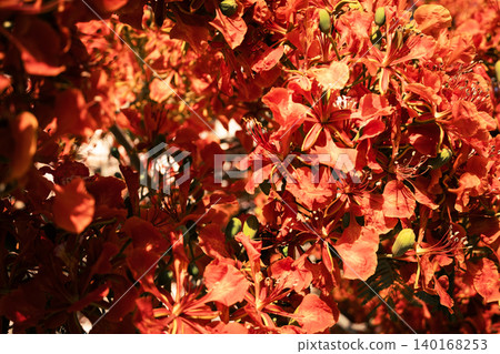 Close-up of vibrant red flowers of the Delonix regia, commonly known as the royal poinciana or flame tree, showcasing intricate petal structures and stamens. Close-up of vibrant red flowers of the Delonix regia, commonly known as the royal poinciana or flame tree, showcasing intricate petal structures and stamens. 140168253