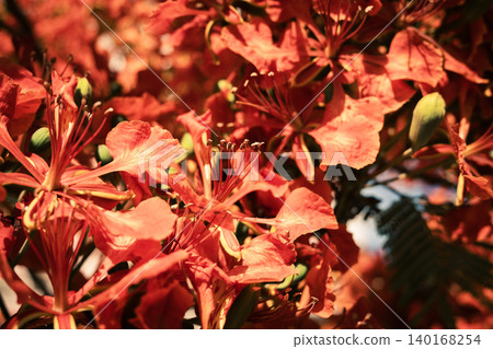 Close-up of vibrant red flowers of the Delonix regia, commonly known as the royal poinciana or flame tree, showcasing intricate petal structures and stamens. Close-up of vibrant red flowers of the Delonix regia, commonly known as the royal poinciana or flame tree, showcasing intricate petal structures and stamens. 140168254