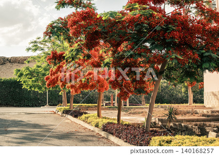 Close-up of vibrant red flowers of the Delonix regia, commonly known as the royal poinciana or flame tree, showcasing intricate petal structures and stamens. Close-up of vibrant red flowers of the Delonix regia, commonly known as the royal poinciana or flame tree, showcasing intricate petal structures and stamens. 140168257