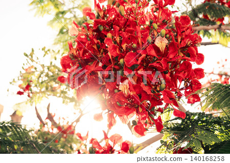 Close-up of vibrant red flowers of the Delonix regia, commonly known as the royal poinciana or flame tree, showcasing intricate petal structures and stamens. 140168258