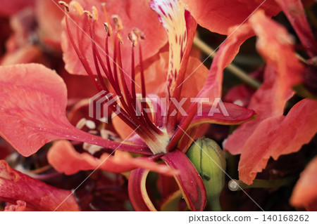 Close-up of vibrant red flowers of the Delonix regia, commonly known as the royal poinciana or flame tree, showcasing intricate petal structures and stamens. Close-up of vibrant red flowers of the Delonix regia, commonly known as the royal poinciana or flame tree, showcasing intricate petal structures and stamens. 140168262