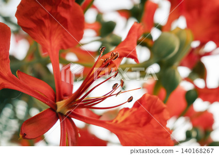 Close-up of vibrant red flowers of the Delonix regia, commonly known as the royal poinciana or flame tree, showcasing intricate petal structures and stamens. Close-up of vibrant red flowers of the Delonix regia, commonly known as the royal poinciana or flame tree, showcasing intricate petal structures and stamens. 140168267