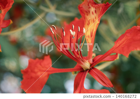 Close-up of vibrant red flowers of the Delonix regia, commonly known as the royal poinciana or flame tree, showcasing intricate petal structures and stamens. Close-up of vibrant red flowers of the Delonix regia, commonly known as the royal poinciana or flame tree, showcasing intricate petal structures and stamens. 140168272