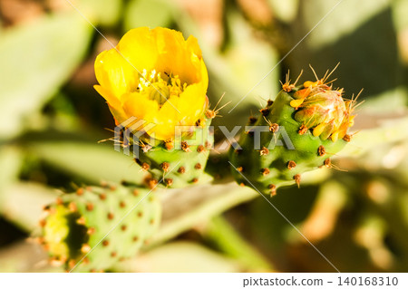 A vibrant yellow flower blooms on a green cactus. The cactus has spines and additional buds, showcasing a natural desert environment. A vibrant yellow flower blooms on a green cactus. The cactus has spines and additional buds, showcasing a natural desert environment. 140168310