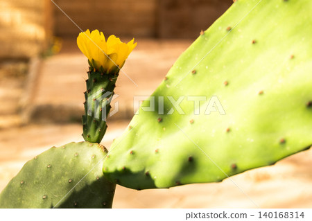 A vibrant yellow flower blooms on a green cactus. The cactus has spines and additional buds, showcasing a natural desert environment. 140168314