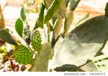 Close-up of a green cactus with flat pads and spines. The plant has vibrant yellow and green fruit, showcasing its unique texture and structure. Close-up of a green cactus with flat pads and spines. The plant has vibrant yellow and green fruit, showcasing its unique texture and structure. 140168315
