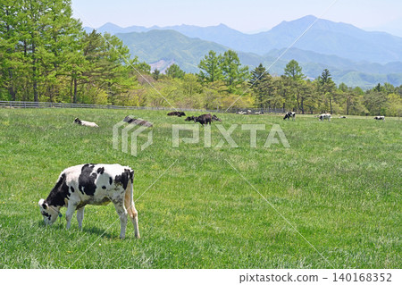 The pastures of Makiba Park: A scene of cows grazing with the magnificent mountain range as a backdrop. The pastures of Makiba Park: A scene of cows grazing with the magnificent mountain range as a backdrop. 140168352