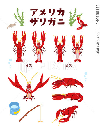 Various illustrations of American crayfish Various illustrations of American crayfish 140168353
