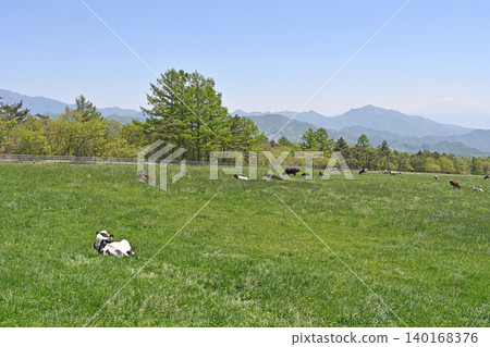 A peaceful afternoon in Makiba Park: Cows lying down, surrounded by blue skies and lush greenery. A peaceful afternoon in Makiba Park: Cows lying down, surrounded by blue skies and lush greenery. 140168376