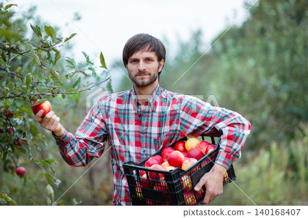 Farmer harvesting ripe red apples orchard holding fruit crate full of fresh organic produce autumn 140168407