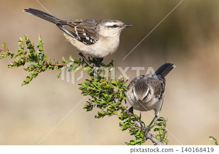 White banded mokingbird, in spinal forest environment , Pampas, Argentina. White banded mokingbird, in spinal forest environment , Pampas, Argentina. 140168419