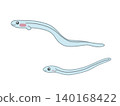 兩隻可愛的玻璃鰻的簡單插圖。 140168422