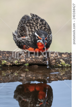 Long tailed Meadowlark, drinking in Pampas grassland environment, La Pampa Province, Patagonia, Argentina. Long tailed Meadowlark, drinking in Pampas grassland environment, La Pampa Province, Patagonia, Argentina. 140168427