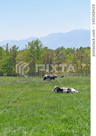 The peaceful pasture of Makiba Park: Cows resting in the lush green meadows with beautiful mountain ranges in the background. The peaceful pasture of Makiba Park: Cows resting in the lush green meadows with beautiful mountain ranges in the background. 140168429