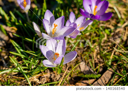 Purple crocus flowers closeup. First spring white and blue blooming Purple crocus flowers closeup. First spring white and blue blooming 140168540