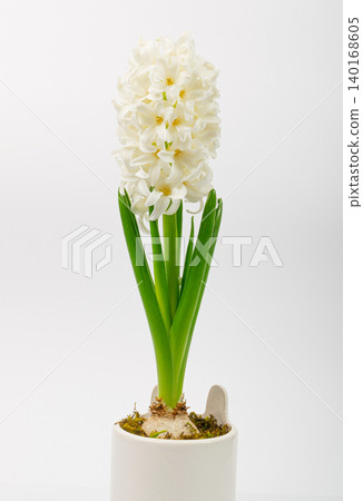 Hyacinth Isolated on White Background, Spring Flower Closeup with Copy Space, White Hyacinth Banner Hyacinth Isolated on White Background, Spring Flower Closeup with Copy Space, White Hyacinth Banner 140168605