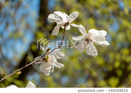 Flowering Magnolia Stellata Flowering Magnolia Stellata 140168616