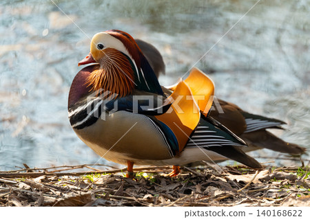 The mandarin duck or Aix galericulata in spring park The mandarin duck or Aix galericulata in spring park 140168622