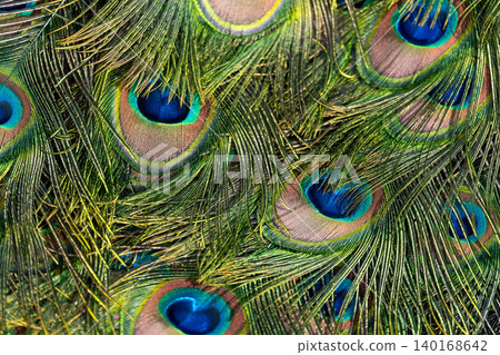 Peacock feather pattern, bright green - blue bird tail texture 140168642