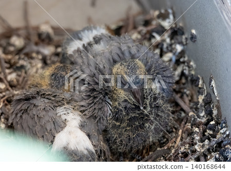 Young urban pigeon chicks in the nest Young urban pigeon chicks in the nest 140168644