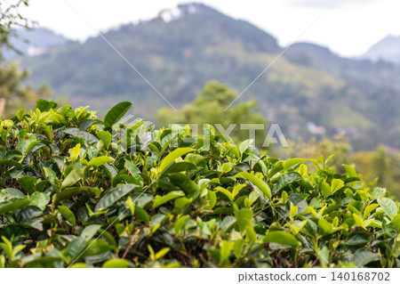 Traditional green tea plantation on Ceylon 140168702