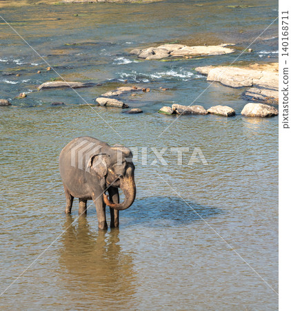 An Asian elephant swims in a warm, shallow river An Asian elephant swims in a warm, shallow river 140168711