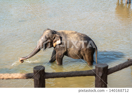 An Asian elephant swims in a warm, shallow river An Asian elephant swims in a warm, shallow river 140168712