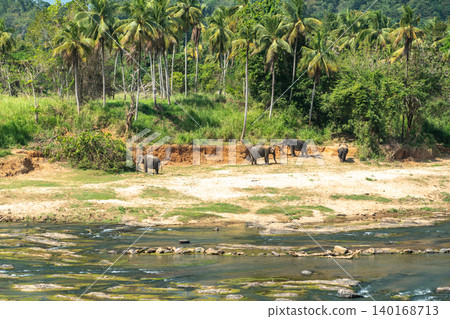 A herd of Asian elephants at a watering hole A herd of Asian elephants at a watering hole 140168713