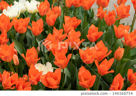 Tulips Outdoor, Spring Tulipa Flowers 140168754