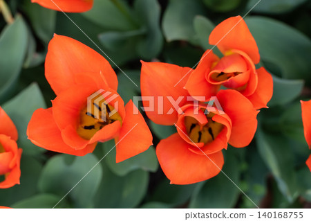 Tulips Outdoor, Spring Tulipa Flowers Tulips Outdoor, Spring Tulipa Flowers 140168755