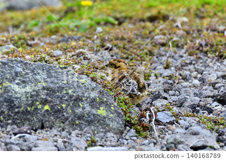 A ptarmigan chick walking around a rock. A ptarmigan chick walking around a rock. 140168789