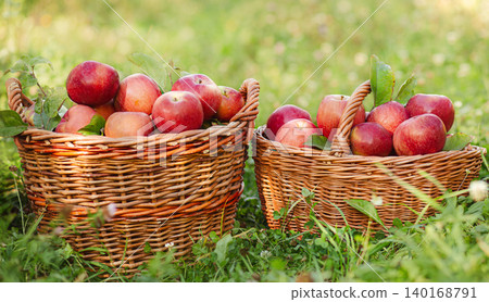 Three wicker baskets filled with ripe red apples green grass in orchard during sunny autumn harvest Three wicker baskets filled with ripe red apples green grass in orchard during sunny autumn harvest 140168791