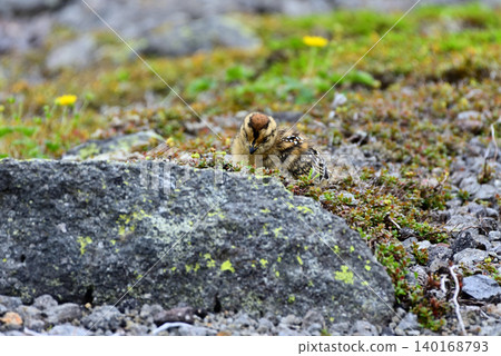 A ptarmigan chick walking around a rock. A ptarmigan chick walking around a rock. 140168793