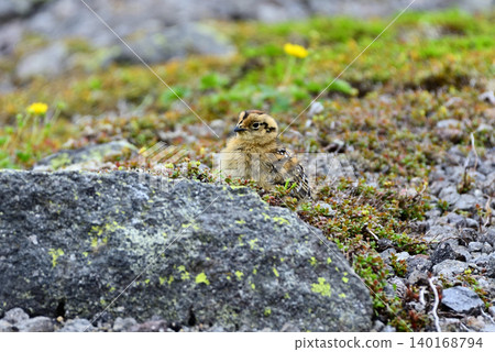 一隻雷鳥幼鳥繞著一塊岩石走來走去。 一隻雷鳥幼鳥繞著一塊岩石走來走去。 140168794