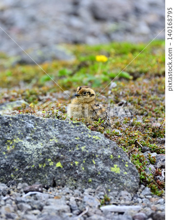A ptarmigan chick walking around a rock. A ptarmigan chick walking around a rock. 140168795