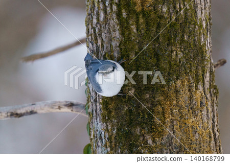 A Japanese nuthatch I spotted perched on a tree in Hokkaido. 140168799