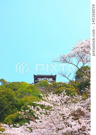 愛知縣犬山市的犬山城和櫻花。 愛知縣犬山市的犬山城和櫻花。 140168859