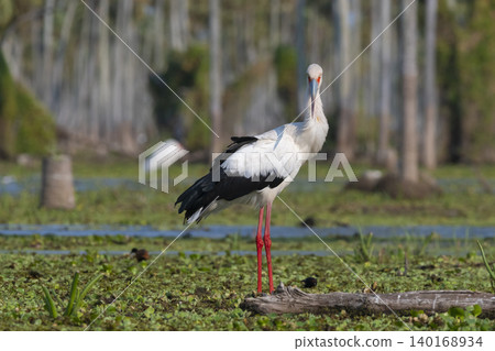 Maguari Stork, La Estrella marsh, Nature Reserve, Formosa Province, Argentina. Maguari Stork, La Estrella marsh, Nature Reserve, Formosa Province, Argentina. 140168934