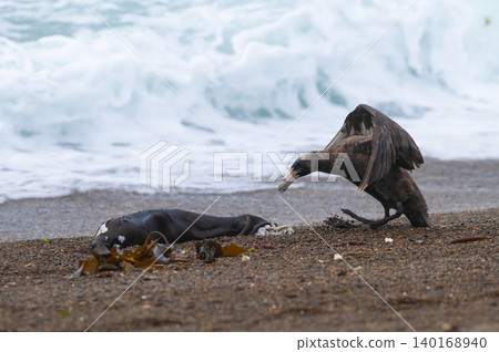 Giant Petrel , Peninsula Valdes, Unesco World heritage site, Chubut Province, Patagonia, Argentina. 140168940