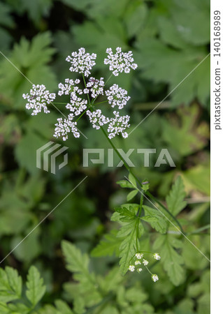 Wild chervil also known as cow parsley flourishes in a lush green environment during spring showcasing its delicate white flowers blooming against vibrant foliage Wild chervil also known as cow parsley flourishes in a lush green environment during spring showcasing its delicate white flowers blooming against vibrant foliage 140168989