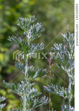 Unique features of Artemisia absinthium highlighted by aromatic silvery leaves in a natural setting during late spring 140168993