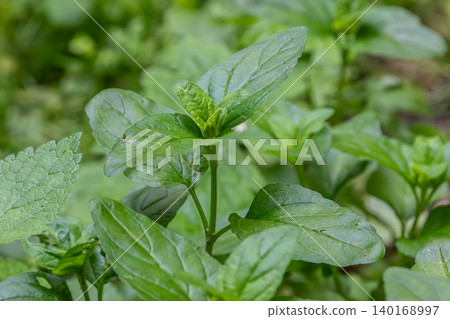Lemon balm thriving in a lush garden during the sunny afternoon displaying vibrant green leaves under natural light in an organic cultivation setting 140168997