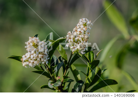 Wild privet shrub in full bloom showcasing clusters of white flowers with green leaves under natural light Wild privet shrub in full bloom showcasing clusters of white flowers with green leaves under natural light 140169006