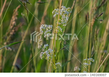 Hedge bedstraw thrives in a grassy meadow showcasing delicate white blooms under warm sunlight during late spring 140169007
