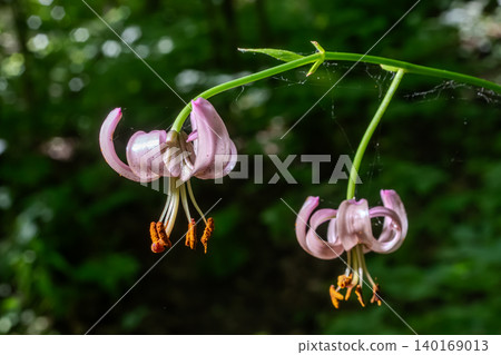 Delicate Lilium martagon blooms gracefully in a lush forest setting during the vibrant days of late spring Delicate Lilium martagon blooms gracefully in a lush forest setting during the vibrant days of late spring 140169013