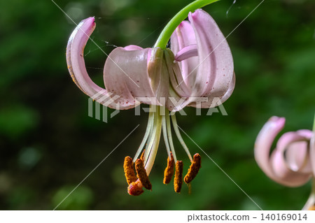 Beautiful Martagon Lily blooms gracefully among greenery in a woodland setting during late spring Beautiful Martagon Lily blooms gracefully among greenery in a woodland setting during late spring 140169014