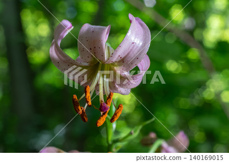 Martagon Lily blooms in lush green forest showcasing delicate petals and vibrant stamens during springtime Martagon Lily blooms in lush green forest showcasing delicate petals and vibrant stamens during springtime 140169015