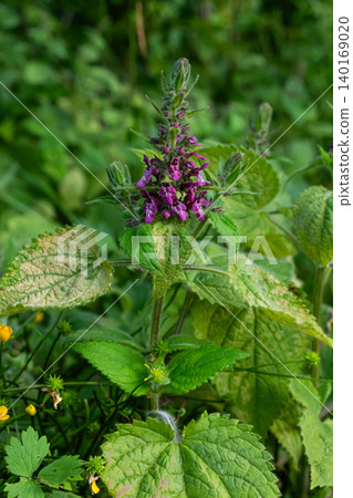 Stachys sylvatica blooms in a lush green environment showcasing vibrant purple flowers during late spring near a woodland area Stachys sylvatica blooms in a lush green environment showcasing vibrant purple flowers during late spring near a woodland area 140169020