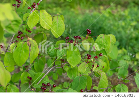 Fly honeysuckle bush with vibrant green leaves and ripe red berries growing in a lush garden during late spring Fly honeysuckle bush with vibrant green leaves and ripe red berries growing in a lush garden during late spring 140169023